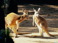     - Kangaroo Conversation, Australia