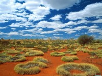     - Old Spinifex Rings, Little Sandy Desert, Australia