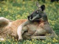     - Red Kangaroo, Australia