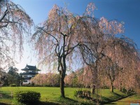     - Castle Hirosaki, Japan