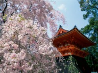     - Cherry Blossoms, Ninnaji Temple, Kyoto, Japan