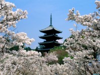     - Cherry Blossoms, Ninna-Ji Temple Grounds, Kyoto, Japan