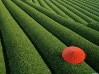     - Tea Fields, Japan