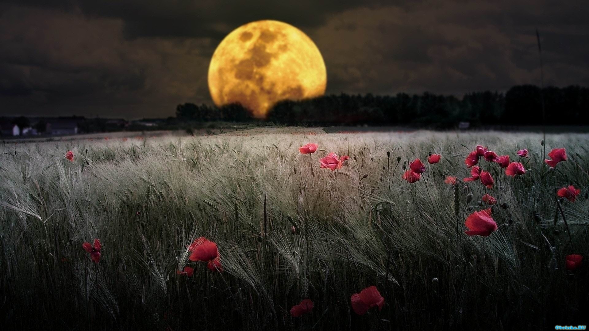  ,     - 1920x1080