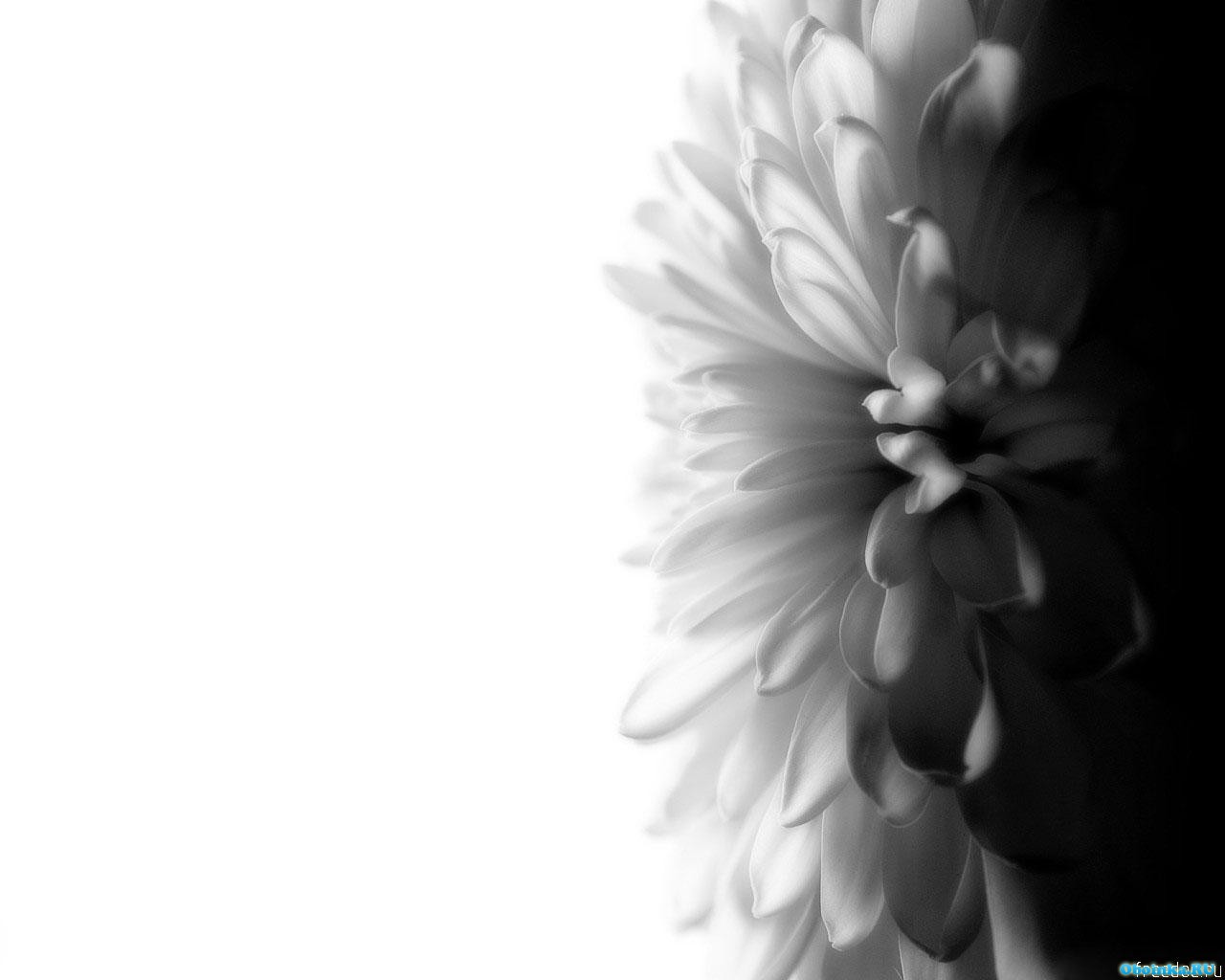  ,     - 1280x1024