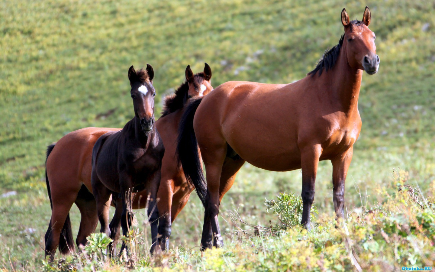 Horse family. Семейство лошади. Семья коней. Семейка лошадей. Обои лошади.