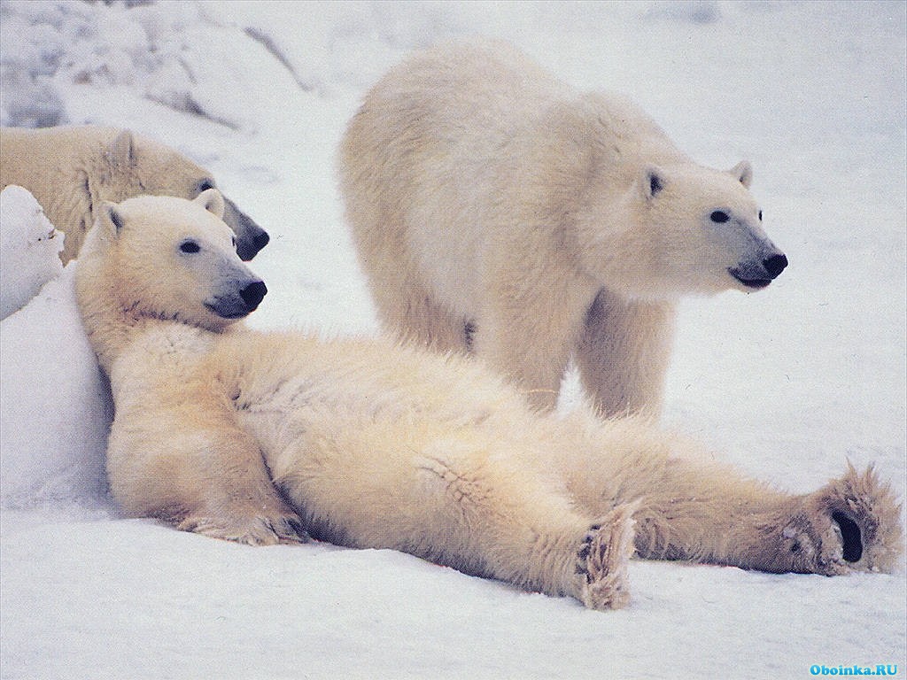  ,     - 1024x768