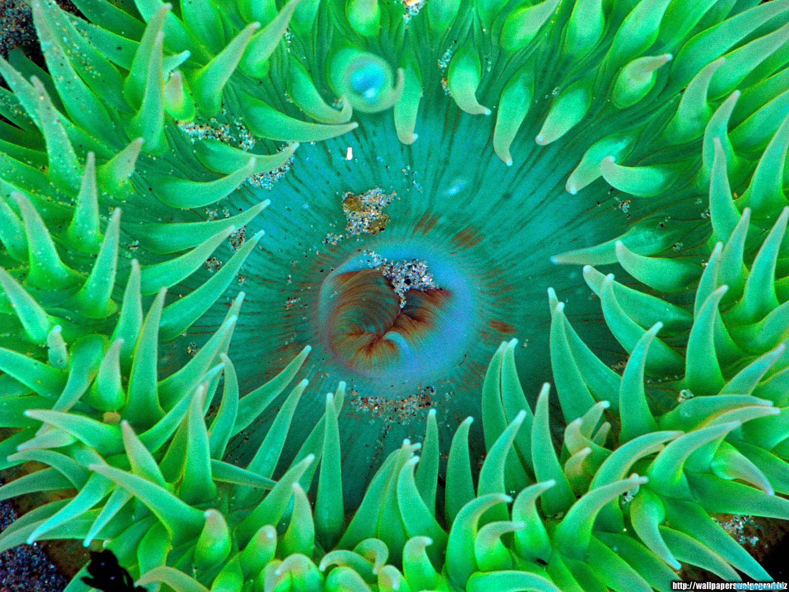 Необычные растения и животные океана. Анемоны актинии. Морские водоросли актинии. Кораллы актинии. Актиния анемон гемантус.